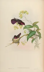 Lampornis porphyrurus = Anthracothorax -mango